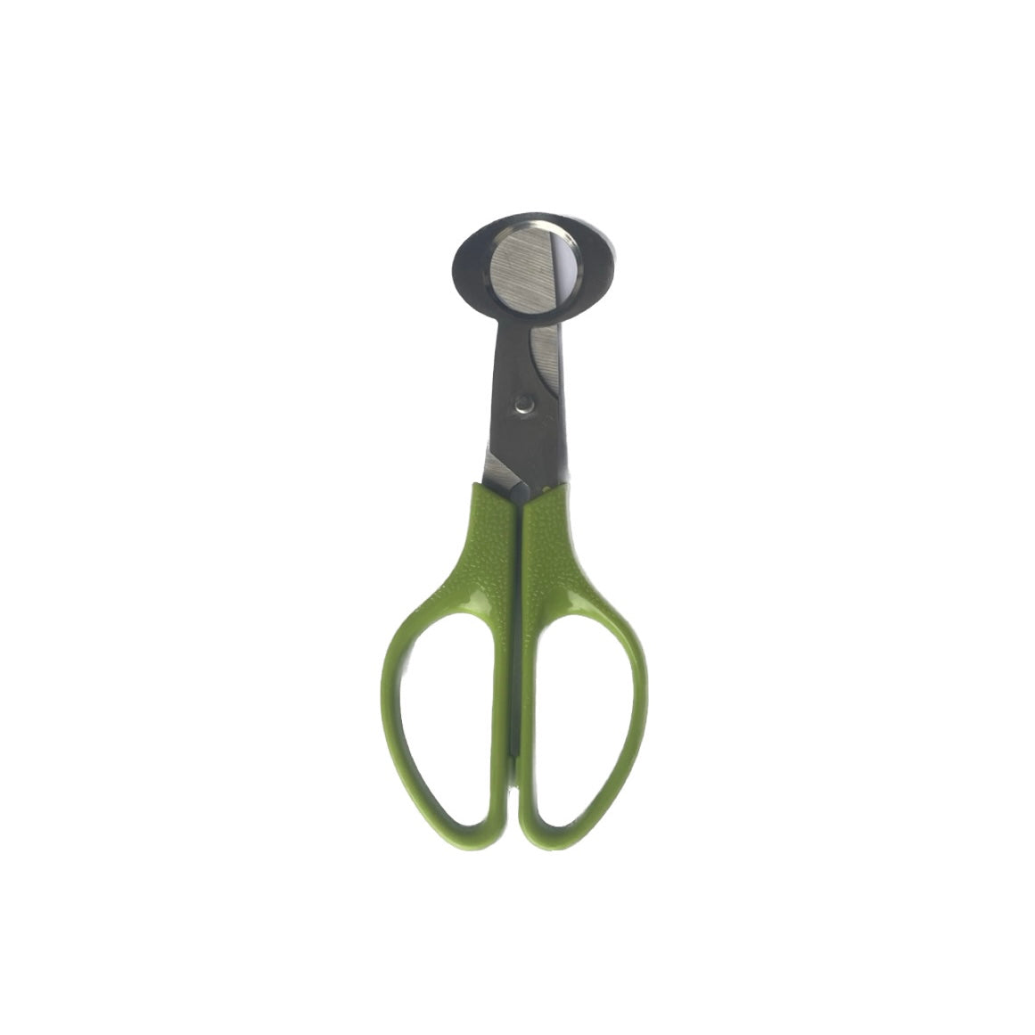 Wachteleierschere Grün